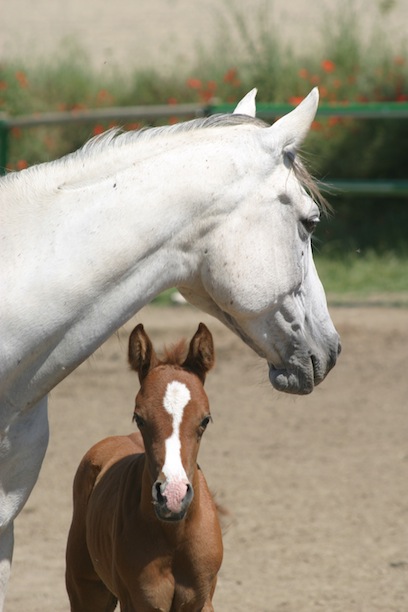 Cavalls 2