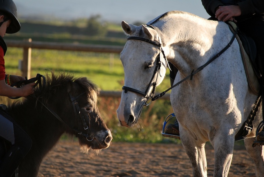 Poni i cavall